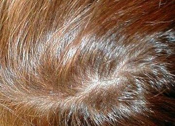 седые волосы после окрашивания натуральными средствами