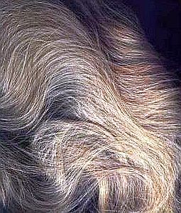 седые волосы до окрашивания натуральными средствами